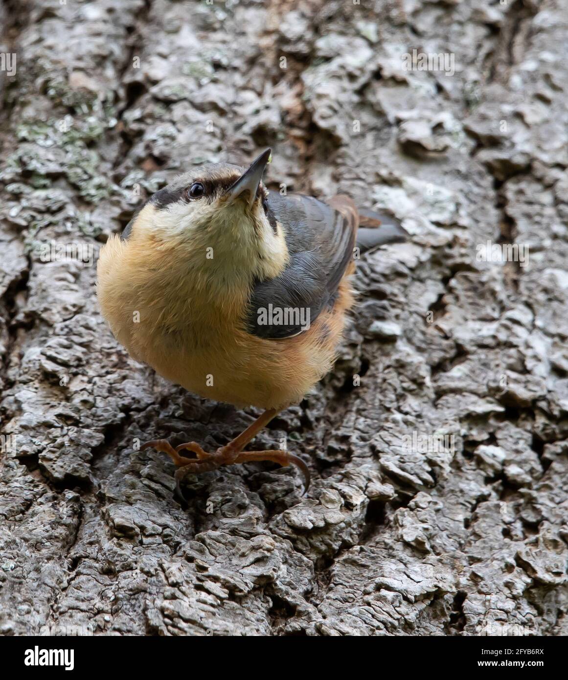 Nuthatch al sito naturale del nido in un buco in un tronco di albero Foto Stock