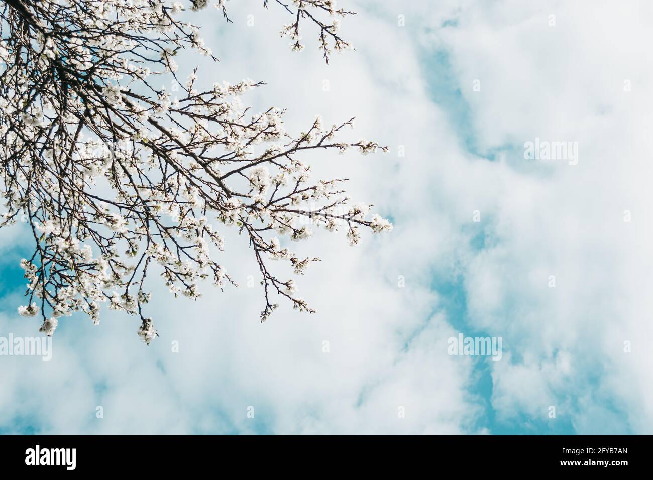 Rami di prugna in fiore contro il cielo. Sfondo della molla. Foto Stock