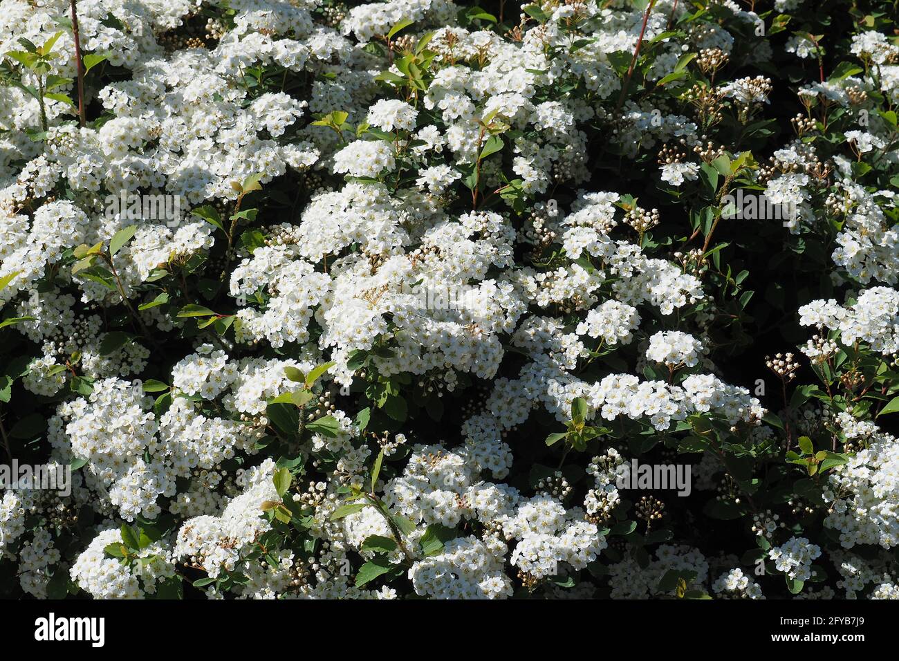 Spiraea, Meadowsweets o steeplebears, Spiersträucher, Spiraea vanhouttei, kerti gyöngyvessző, Budapest, Ungheria, Magyarország, Europa Foto Stock