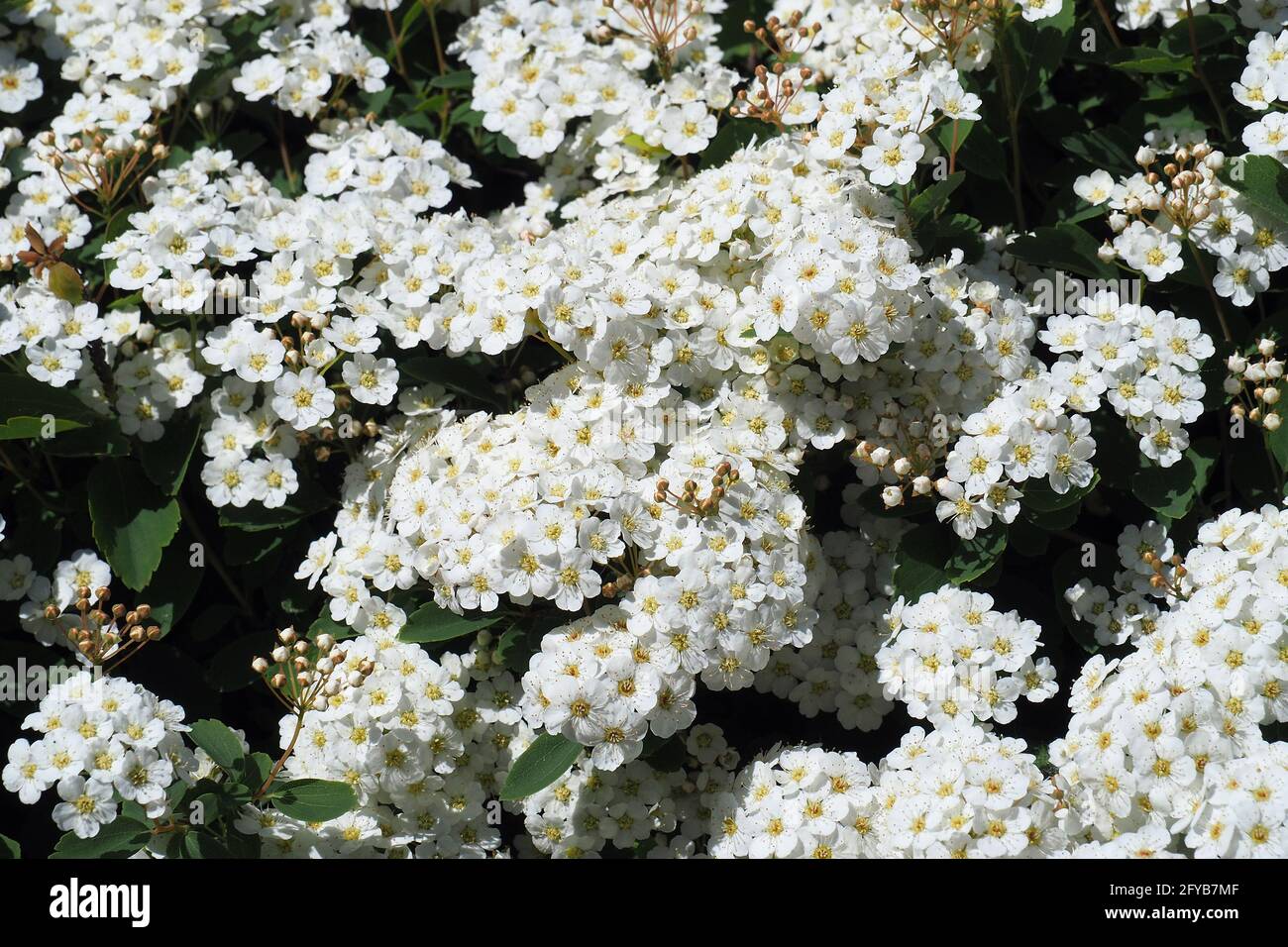 Spiraea, Meadowsweets o steeplebears, Spiersträucher, Spiraea vanhouttei, kerti gyöngyvessző, Budapest, Ungheria, Magyarország, Europa Foto Stock