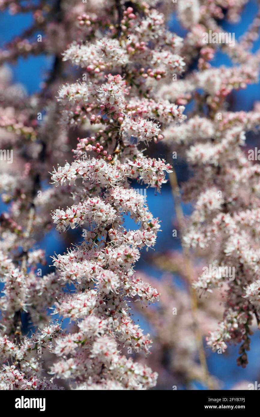 tamarisk, cedro di sale, Tamarisken, Tamaris à quatre étamines, Tamarix tetrandra, tamariska, Budapest, Ungheria, Magyarország, Europa Foto Stock