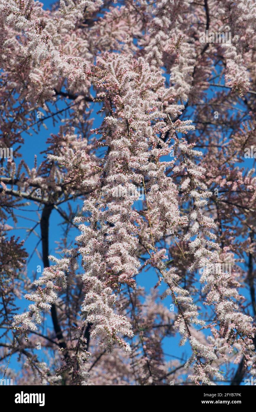 tamarisk, cedro di sale, Tamarisken, Tamaris à quatre étamines, Tamarix tetrandra, tamariska, Budapest, Ungheria, Magyarország, Europa Foto Stock