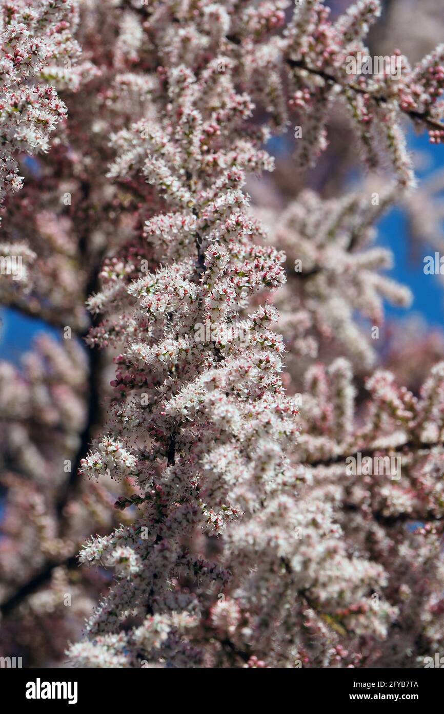 tamarisk, cedro di sale, Tamarisken, Tamaris à quatre étamines, Tamarix tetrandra, tamariska, Budapest, Ungheria, Magyarország, Europa Foto Stock