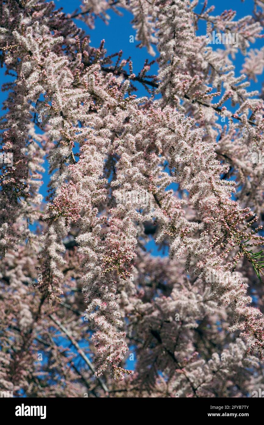 tamarisk, cedro di sale, Tamarisken, Tamaris à quatre étamines, Tamarix tetrandra, tamariska, Budapest, Ungheria, Magyarország, Europa Foto Stock