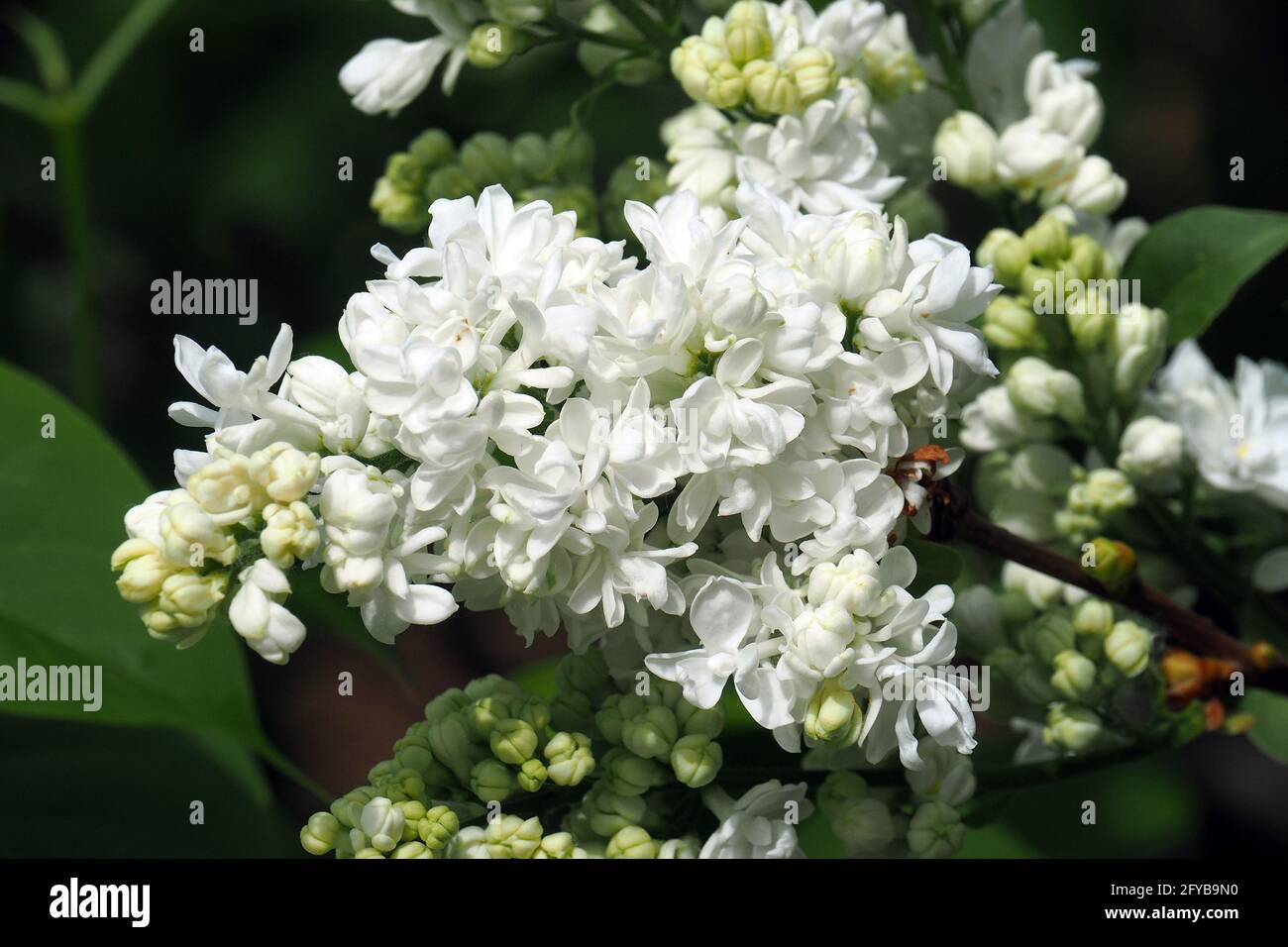 lilla o lilla comune, Gemeiner Flieder, Lilas commun, Syesel vulgaris, közönséges orgona, Budapest, Ungheria, Magyarország, Europa Foto Stock