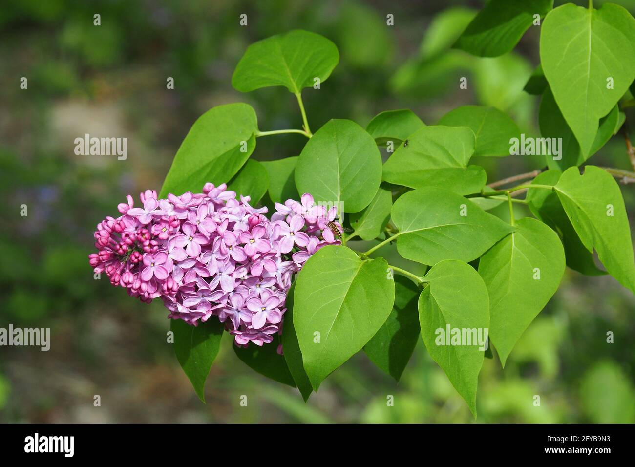 lilla o lilla comune, Gemeiner Flieder, Lilas commun, Syesel vulgaris, közönséges orgona, Budapest, Ungheria, Magyarország, Europa Foto Stock