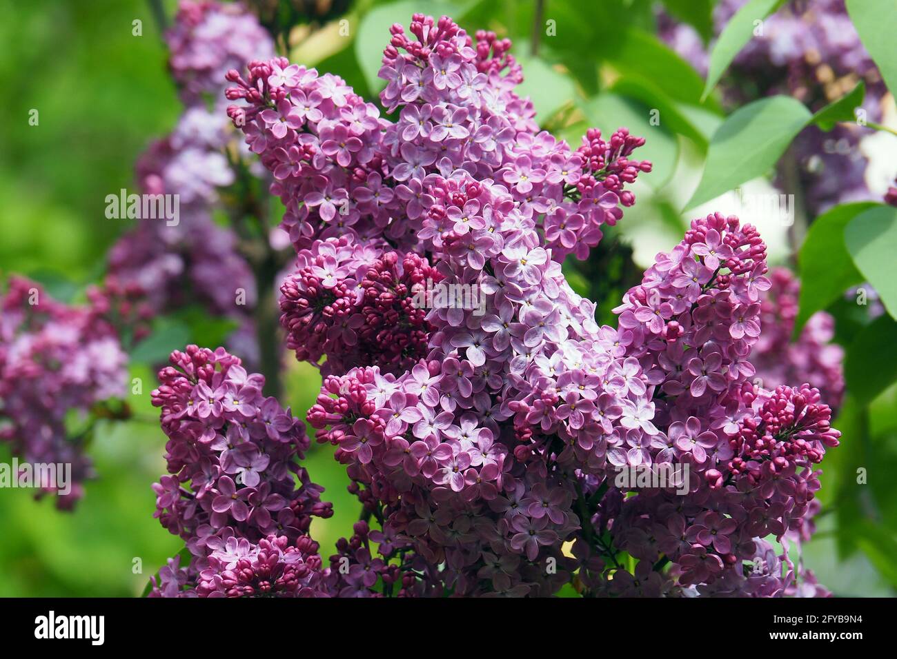 lilla o lilla comune, Gemeiner Flieder, Lilas commun, Syesel vulgaris, közönséges orgona, Budapest, Ungheria, Magyarország, Europa Foto Stock