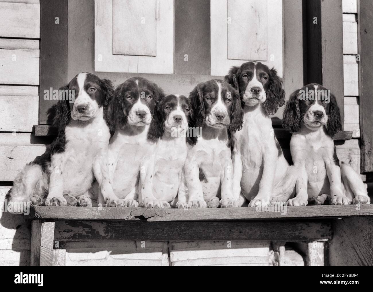 1940 ANNI 1940 UNA CUCCIOLATA DI 6 CUCCIOLI SPRINGER SPANIEL IN POSA PER UN RITRATTO CHE GUARDA LA FOTOCAMERA - D4453 HAR001 HARS SUORE ESPRESSIONI TORMENTATO B&W RIGUARDAVA TRISTEZZA MAMMIFERI AD ANGOLO LARGO ALLEVAMENTO CANINE OPPORTUNITÀ INTELLIGENTE SPRINGER UMORE POSA SIBLING POOOK LINEUP CONCETTUALE GHIUM RAZZA FIGLIATA SPANIELS ELEGANTE UCCELLO CANI CANINO CRESCITA MAMMIFERO MISERABILE PUP SPRINGER SPANIELS TOGETHERNESS BIANCO E NERO HAR001 VECCHIO ALLA MODA Foto Stock