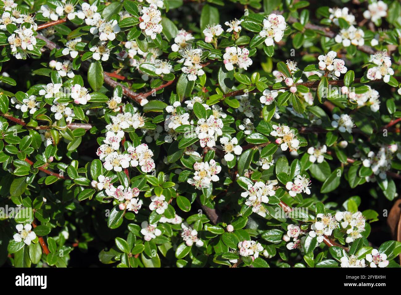 bearberry cotoneaster, Teppich-Zwergmispel, Cotoneaster dammeri, szőnyegmadárbirs, Budapest, Ungheria, Magyarország, Europa Foto Stock