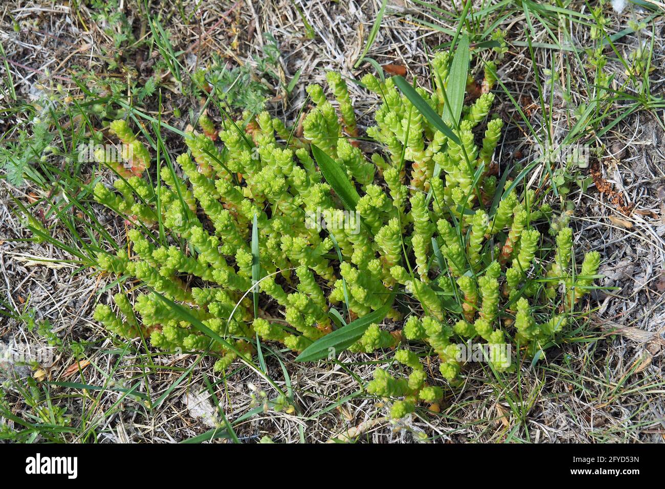 Goldmoss stonecrop, Scharfer Mauerpfeffer, Scharfe Fetthenne, Sedum acre, borsos varjúháj, Budapest, Ungheria, Magyarország, Europa Foto Stock