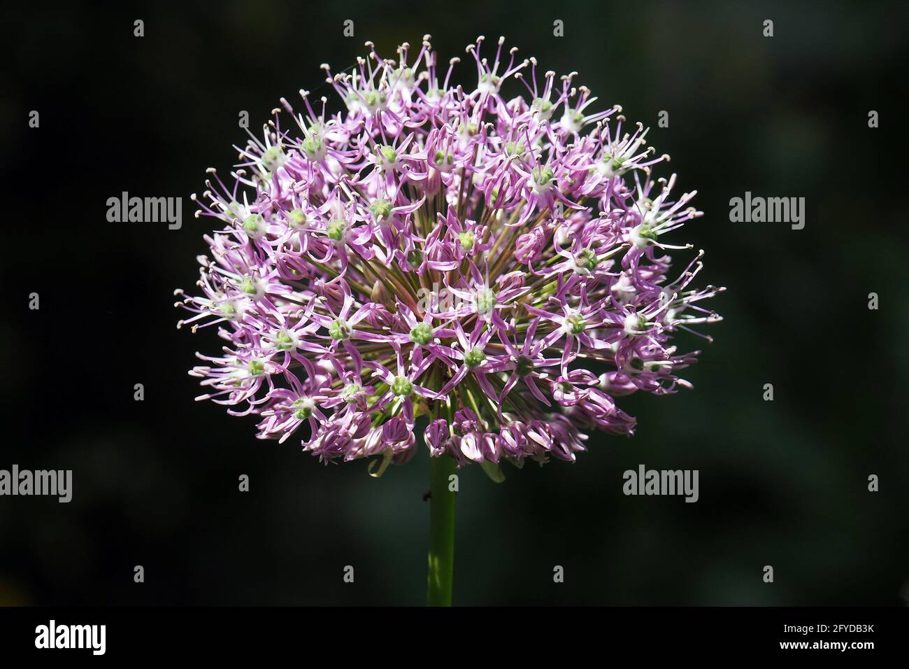 Fiore di cipolla, Lauch, Allium sp., hagyma, Budapest, Ungheria, Magyarország, Europa Foto Stock