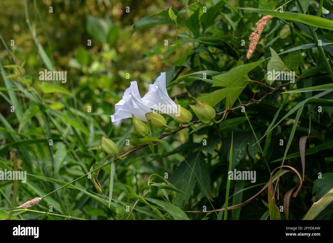 fiori bianchi a forma di tromba che guardano verso il sole Foto Stock