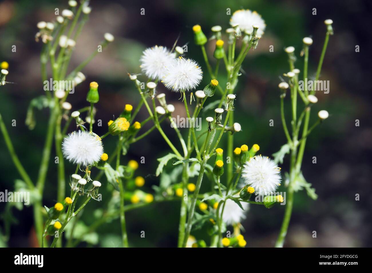 Groundsel, vecchio uomo in primavera, Gewöhnliches Greiskraut, Gemeines Greiskraut, Senecio vulgaris, közönséges aggófű, Budapest, Ungheria, Europa Foto Stock