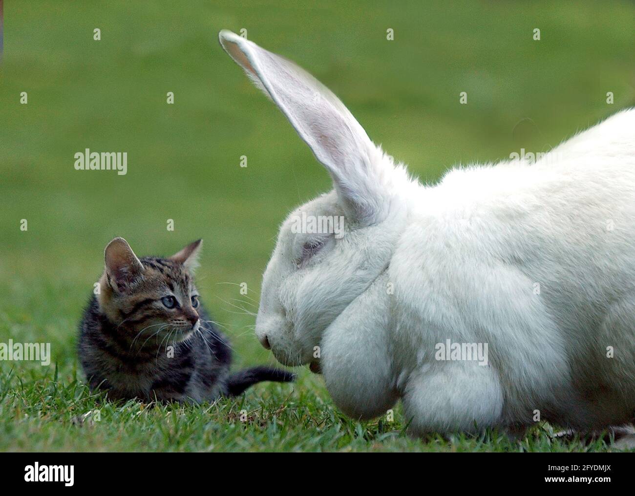 GATTINO RESIDENTE MELVIN E CONIGLIO GIGANTE MILLIE AL PROGRAMMA DI SENSIBILIZZAZIONE ANIMALE DI WATERLOOVILLE , HANTS. MILLIE FU ABBANDONATA DAL SUO PROPRIETARIO CHE NON RIUSCÌ A TENERE PACE CON IL SUO APPETITO E LA SUA DIMENSIONE PIC MIKE WALKER, 2005 Foto Stock