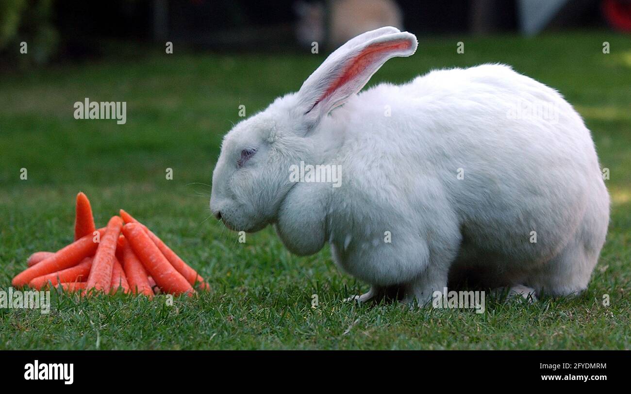 GATTINO RESIDENTE MELVIN E CONIGLIO GIGANTE MILLIE AL PROGRAMMA DI SENSIBILIZZAZIONE ANIMALE DI WATERLOOVILLE , HANTS. MILLIE FU ABBANDONATA DAL SUO PROPRIETARIO CHE NON RIUSCÌ A TENERE PACE CON IL SUO APPETITO E LA SUA DIMENSIONE PIC MIKE WALKER, 2005 Foto Stock