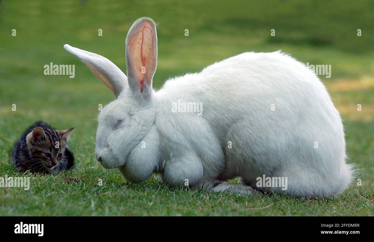 GATTINO RESIDENTE MELVIN E CONIGLIO GIGANTE MILLIE AL PROGRAMMA DI SENSIBILIZZAZIONE ANIMALE DI WATERLOOVILLE , HANTS. MILLIE FU ABBANDONATA DAL SUO PROPRIETARIO CHE NON RIUSCÌ A TENERE PACE CON IL SUO APPETITO E LA SUA DIMENSIONE PIC MIKE WALKER, 2005 Foto Stock