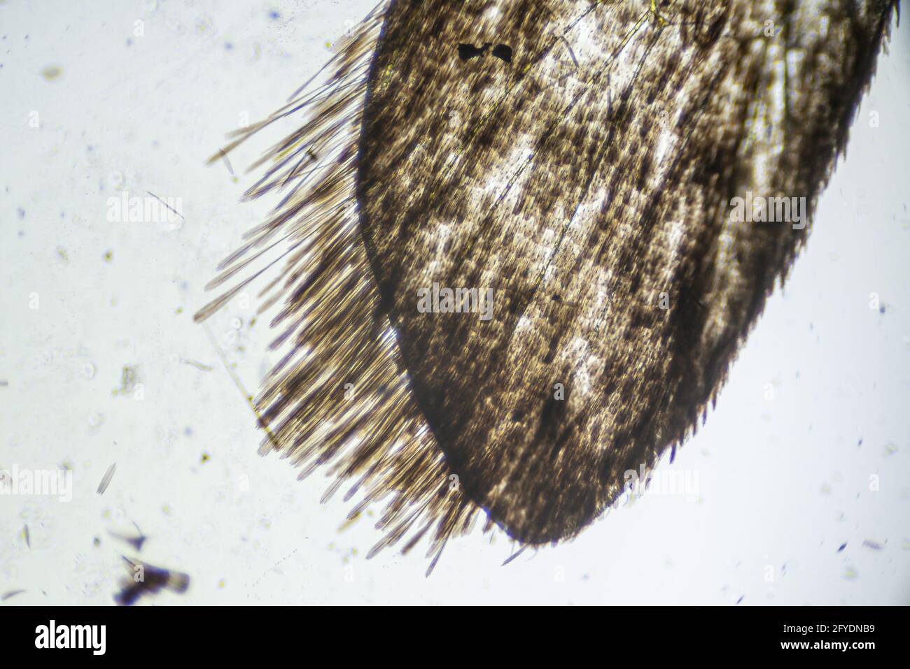 Ephestia elutella, ala di falce di grano con scala macro primo piano sotto il microscopio luminoso, ingrandimento di 40 volte, microscopio obiettivo 4 Foto Stock