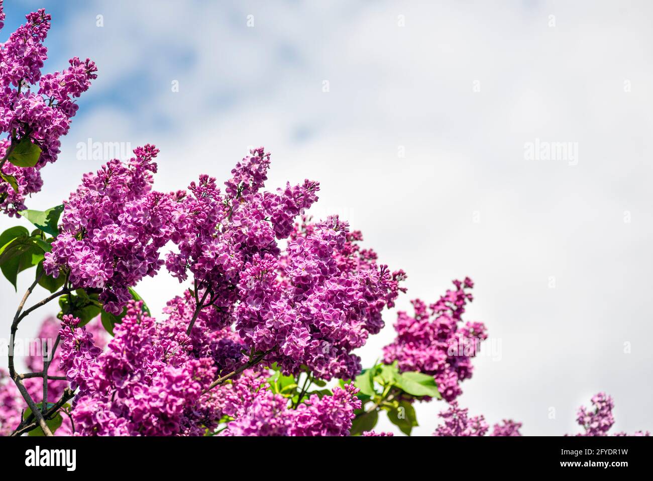 Viola Lilac e blu cielo primavera banner con spazio copia. Bel lilla in fiore Terry in una giornata estiva Foto Stock