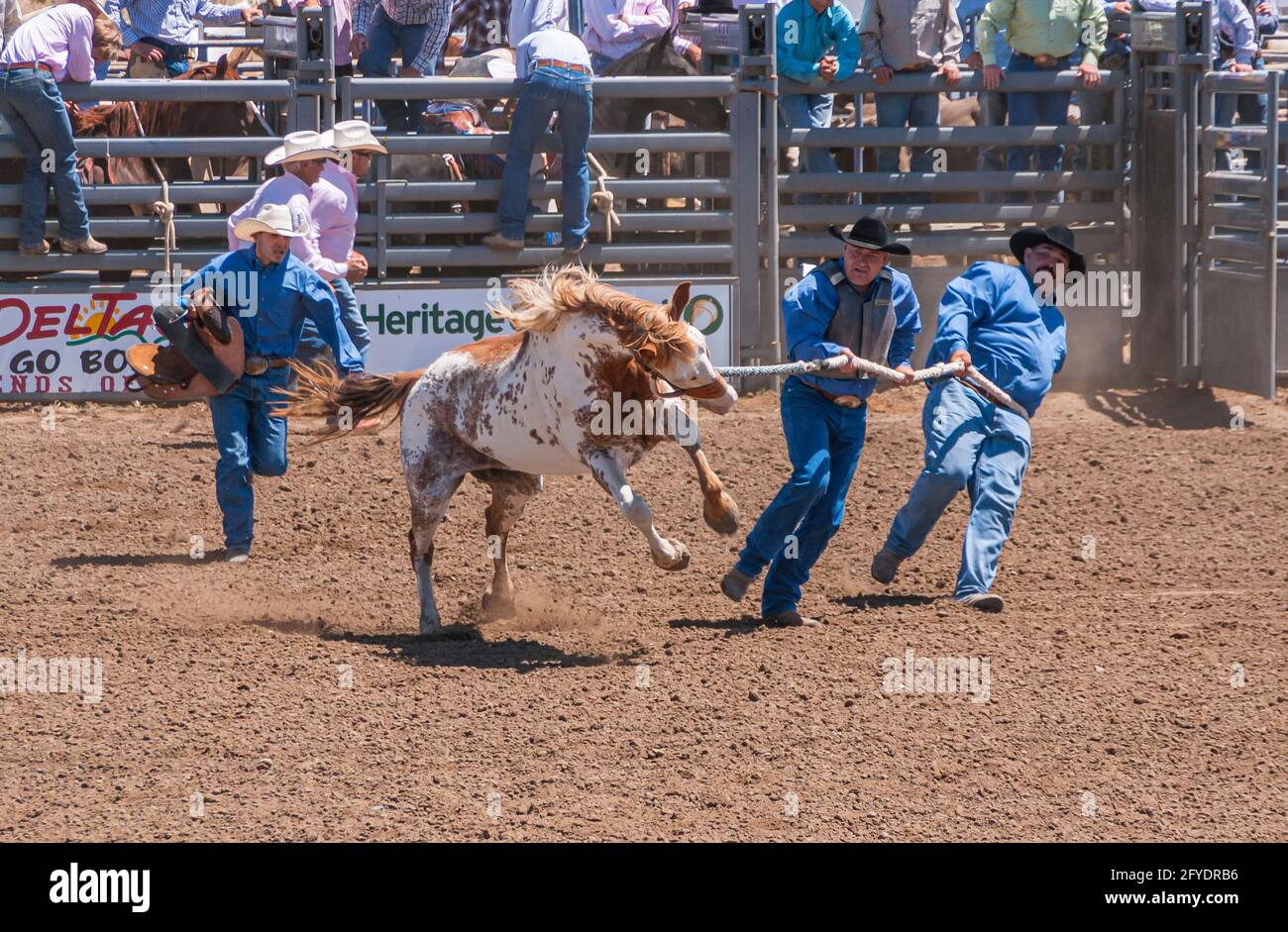 Santa Maria, CA, USA - 6 giugno 2010: Rodeo. 3 uomini in blu combattono duramente per tenere selvaggio salto bronco su una corda su marrone sporco di arena. Foto Stock