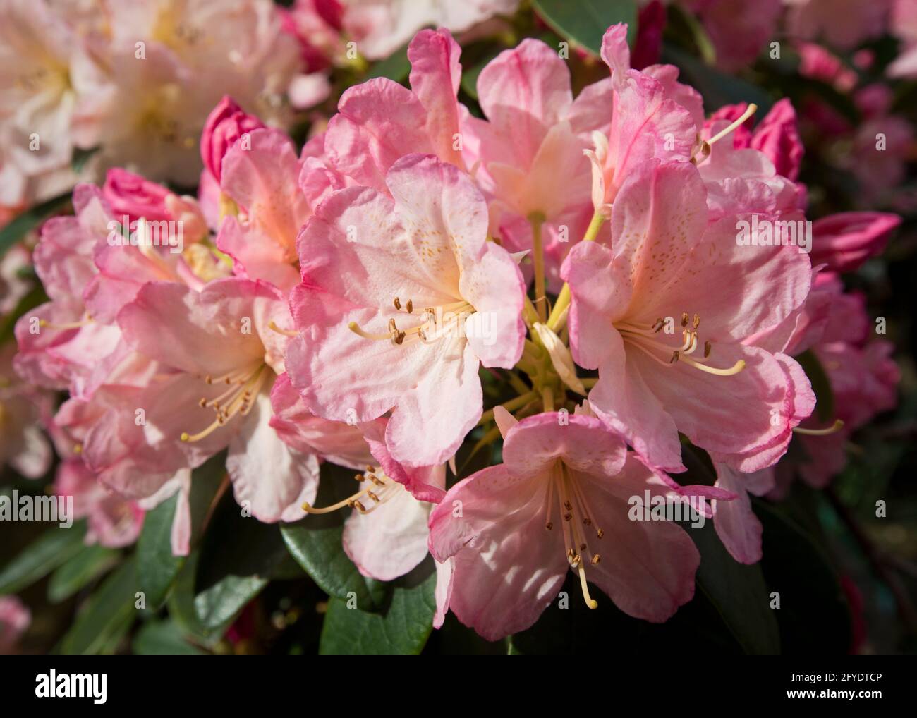 Un rododendro rosa fiorito in un primo fiore in tarda primavera, Nord Yorkshire, Inghilterra, Regno Unito Foto Stock