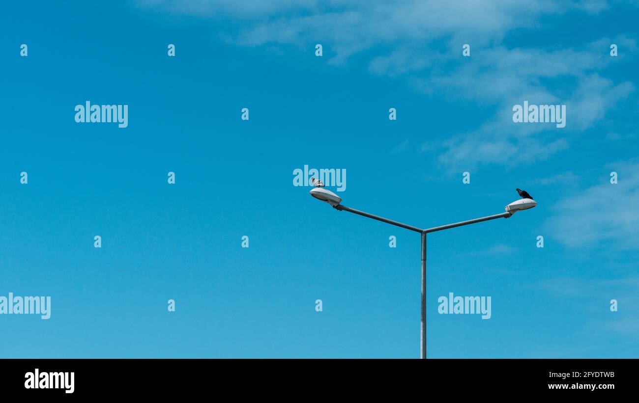 Lampada da strada con uccelli sotto il cielo blu Foto Stock