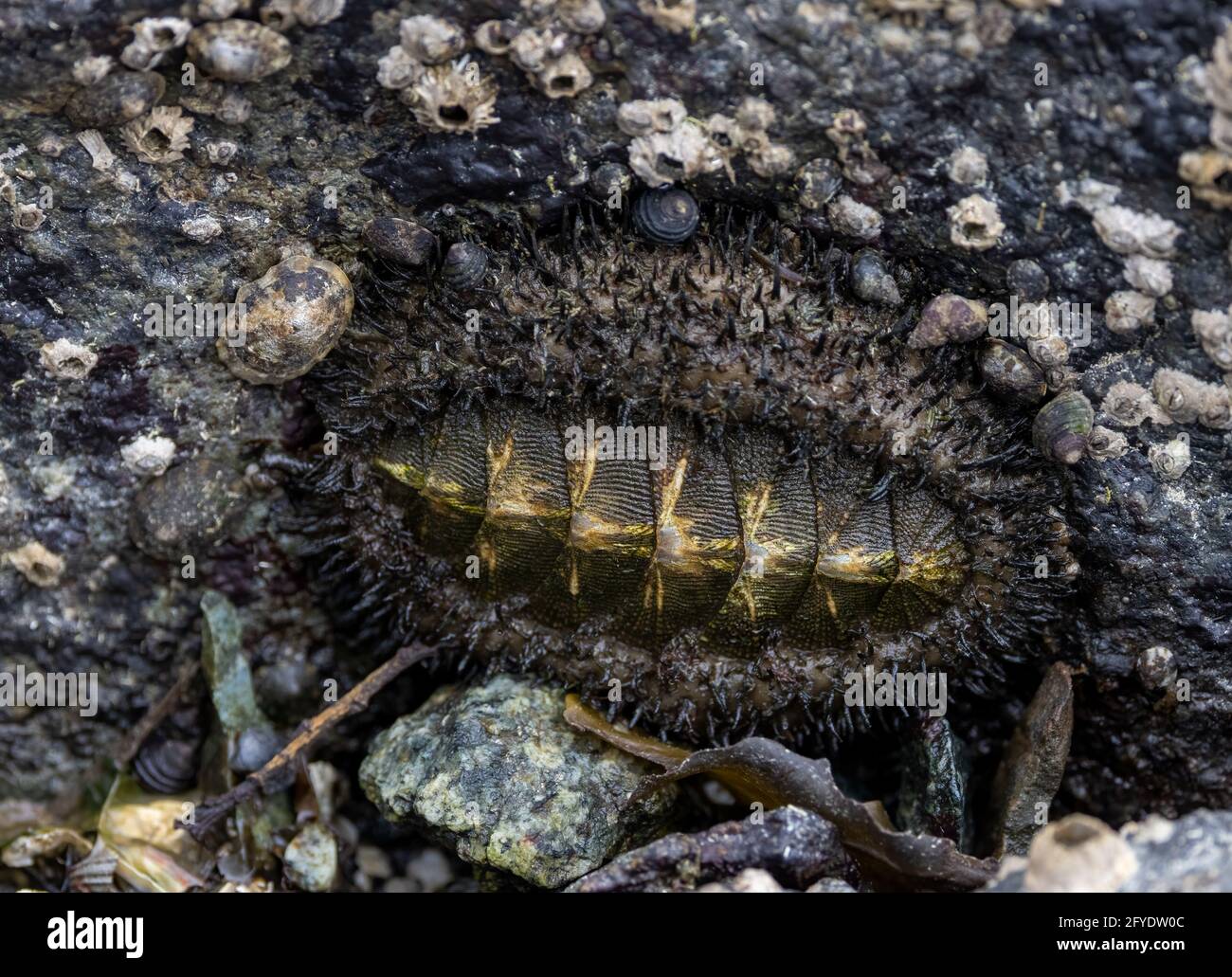 Chiton, mollusco trovato a bassa marea in Victoria, BC, Canada Foto Stock