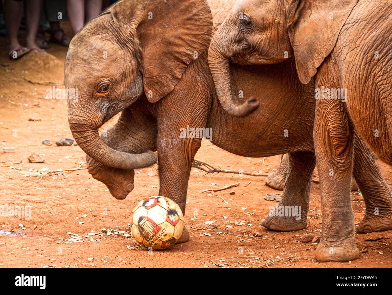 elefanti orfani che giocano con una palla di calcio con turisti piedi sullo sfondo Foto Stock