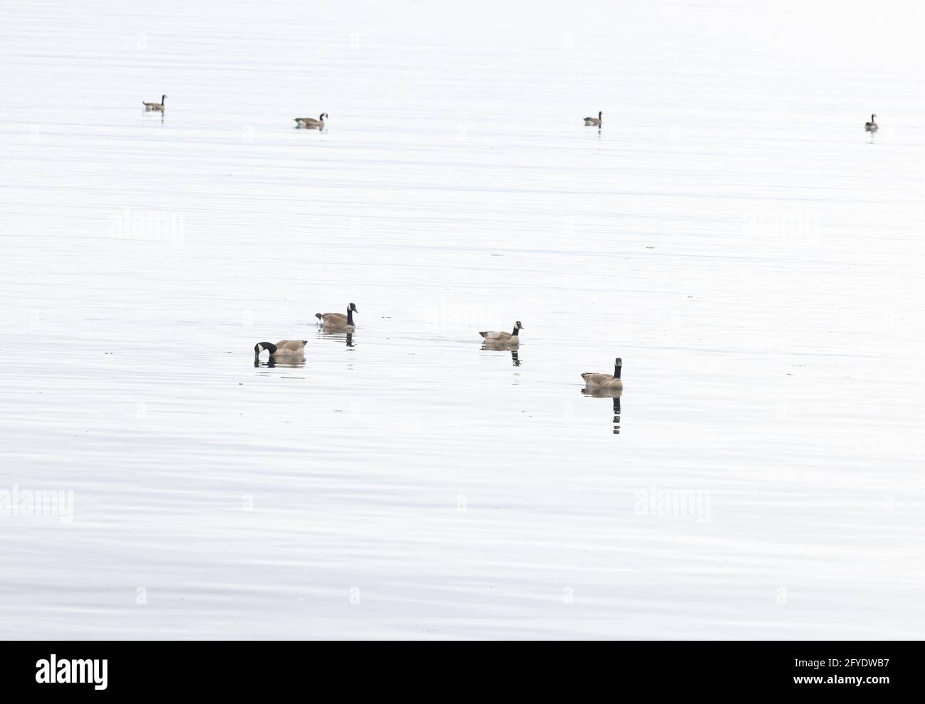 Otto oche canadesi nuotano nel Mare delle Salish Foto Stock