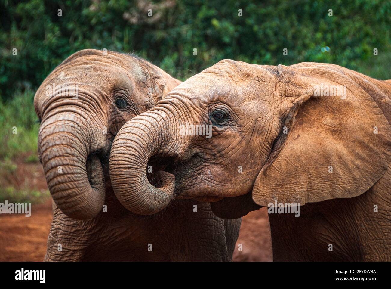 due giovani elefanti vicini l'uno all'altro Foto Stock