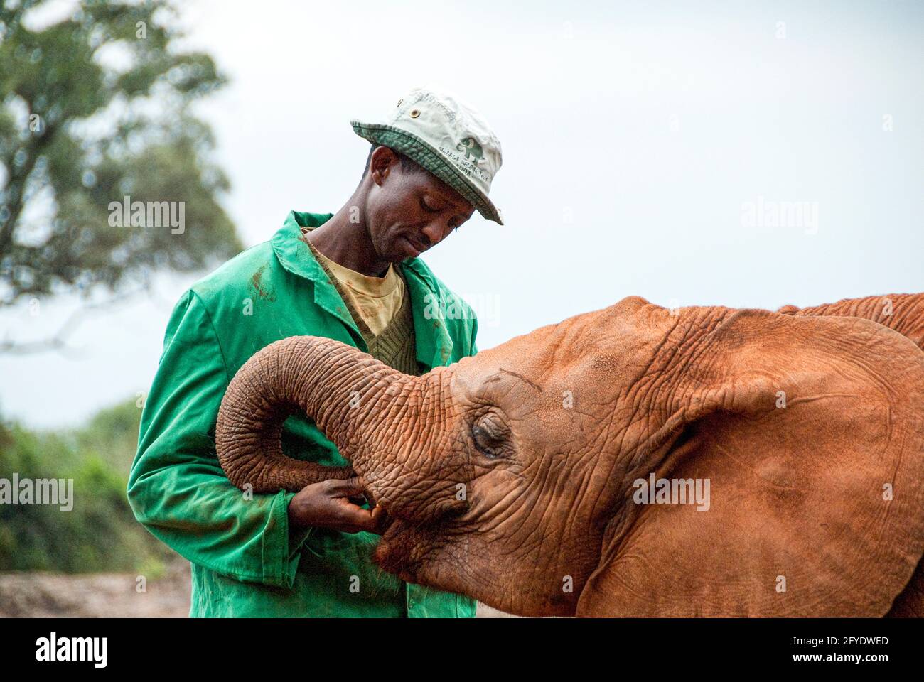 un guardiano e un elefante del bambino mostrano l'affetto l'uno verso l'altro Foto Stock