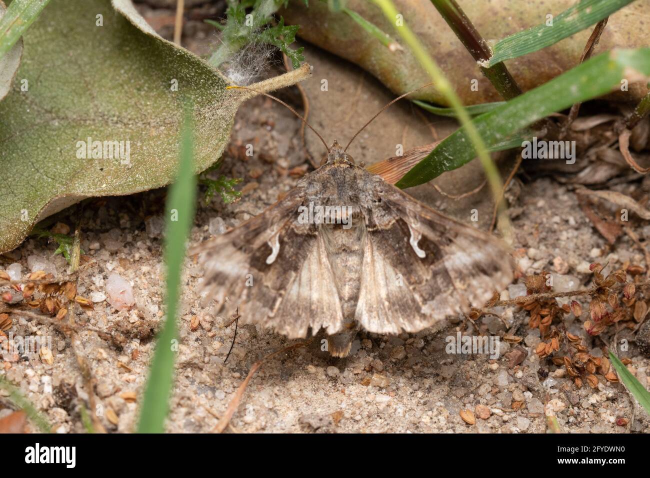 Closeup di una falena marrone camuffata sul terreno Foto Stock