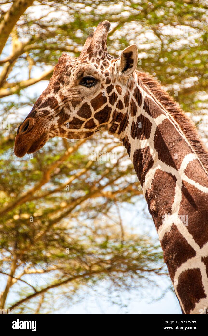 vista laterale della testa di una giraffa vicino ad un albero di acacia Foto Stock