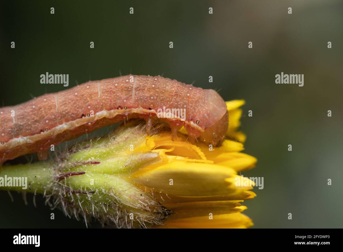 Macro shot di un bruco che si munge su un fiore giallo Foto Stock