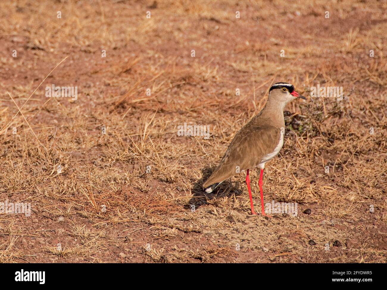Lapwing coronato o uccello da amante Foto Stock