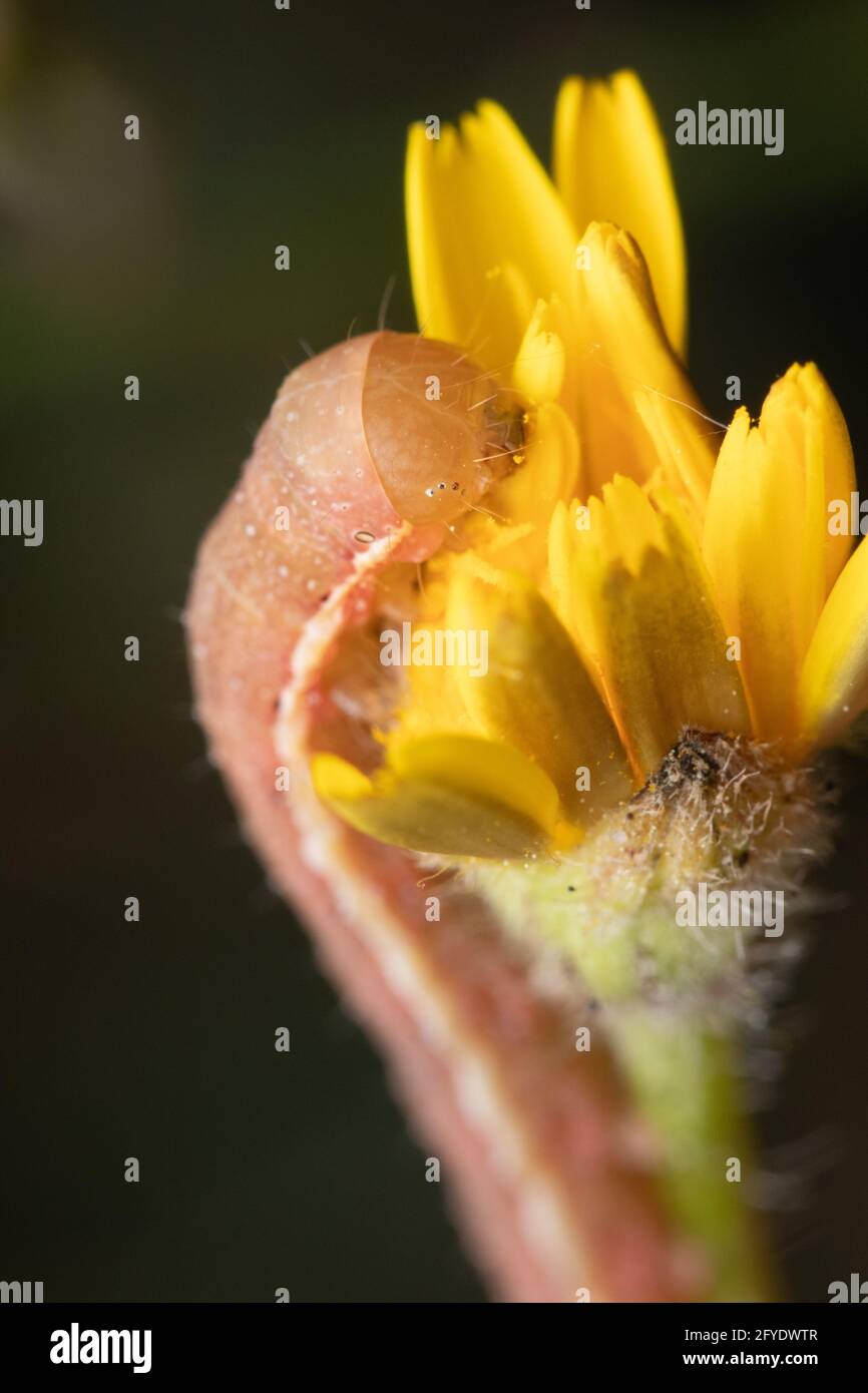 Macro shot di un bruco che si munge su un fiore giallo Foto Stock