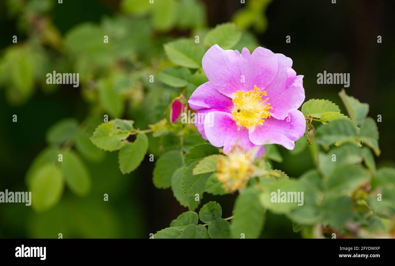 Rosa di Nootka, fiore selvatico nativo di Victoria, BC Foto Stock