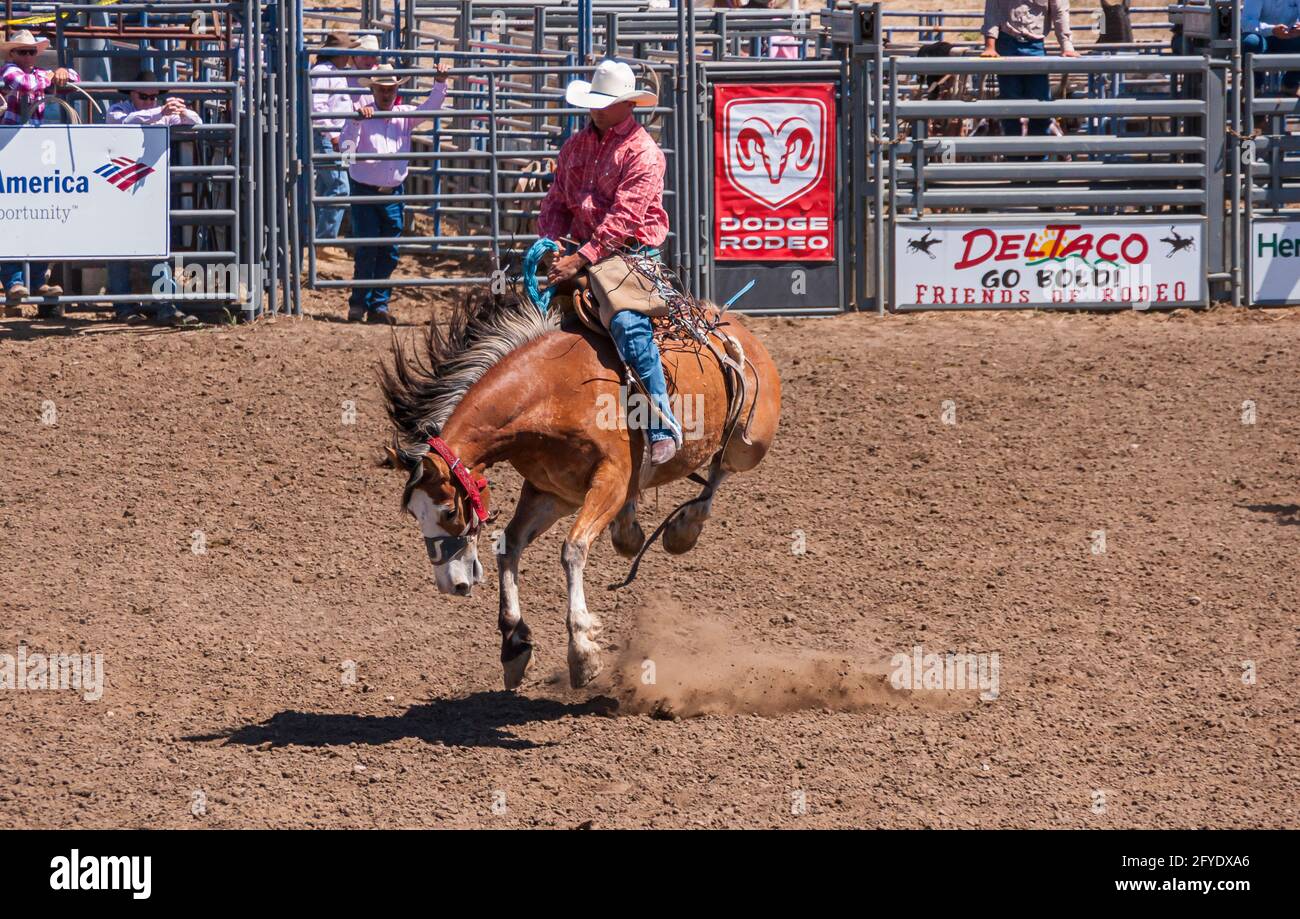 Santa Maria, CA, USA - 6 giugno 2010: Rodeo. Cowboy in camicia rossa seduto su barca marrone galleggiante cavallo nell'aria sopra lo sporco marrone dell'arena. Foto Stock