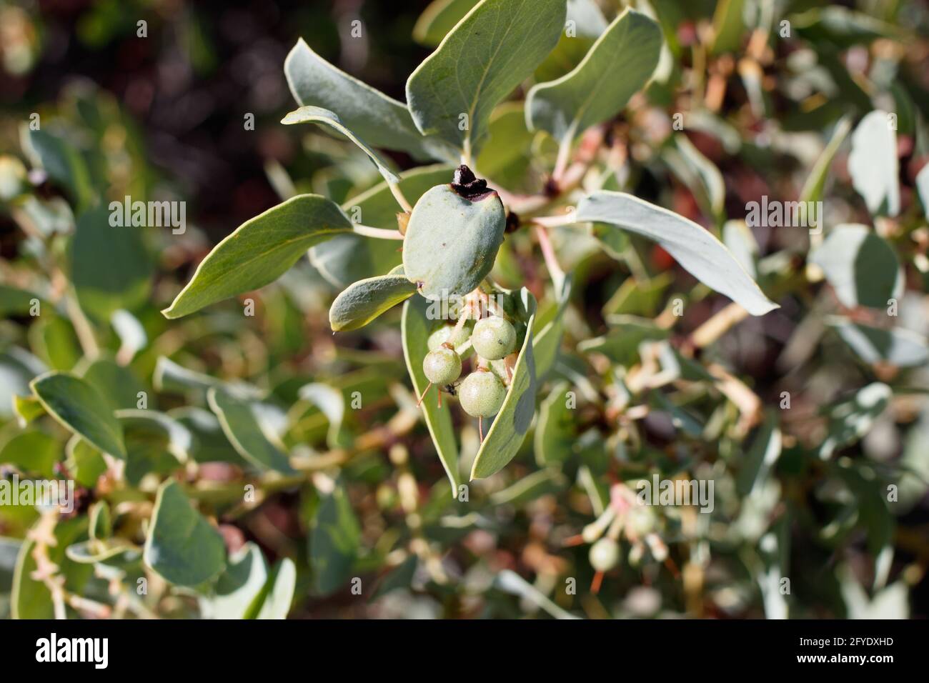 Il verde immaturo è frutto di brulicante di Bigberry Manzanita, Arctostaphylos glauca, Ericaceae, originario delle montagne di Santa Monica, Springtime. Foto Stock
