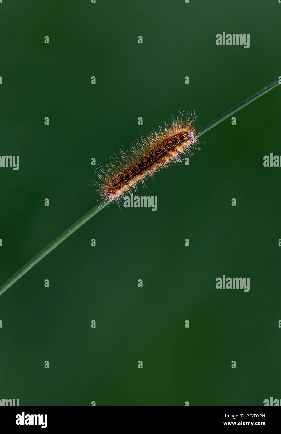 gypsy Moth caterpillar che cammina su una lama di erba Foto Stock