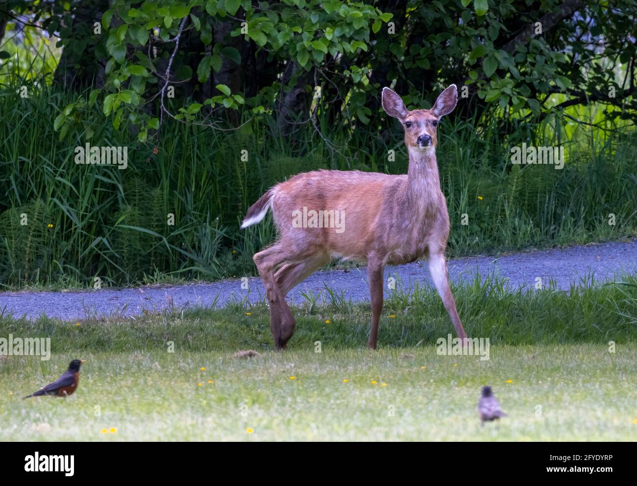 Black Tailed Deer (Odecoileous hemionus columbianus) curioso circa un paio di corvi Foto Stock