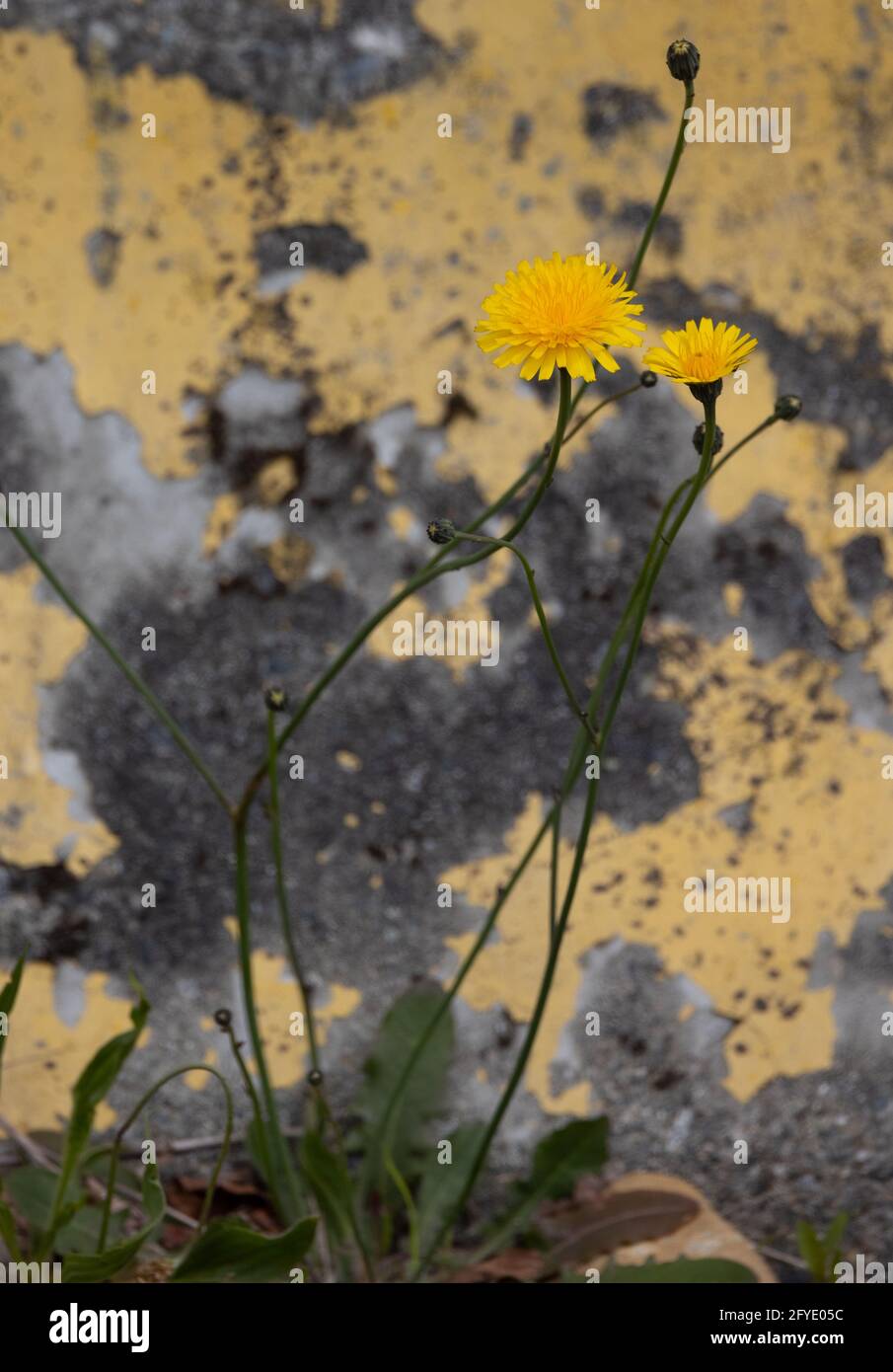 Dandelions su sfondo di cemento verniciato giallo Foto Stock