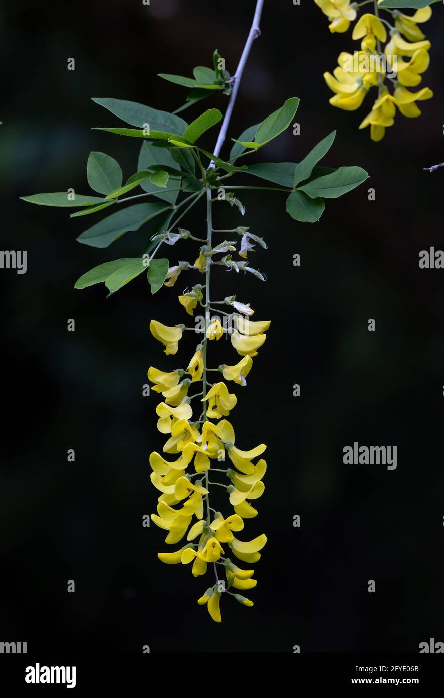 Fiore giallo della catena d'oro, Laburnum, a Victoria, BC Foto Stock