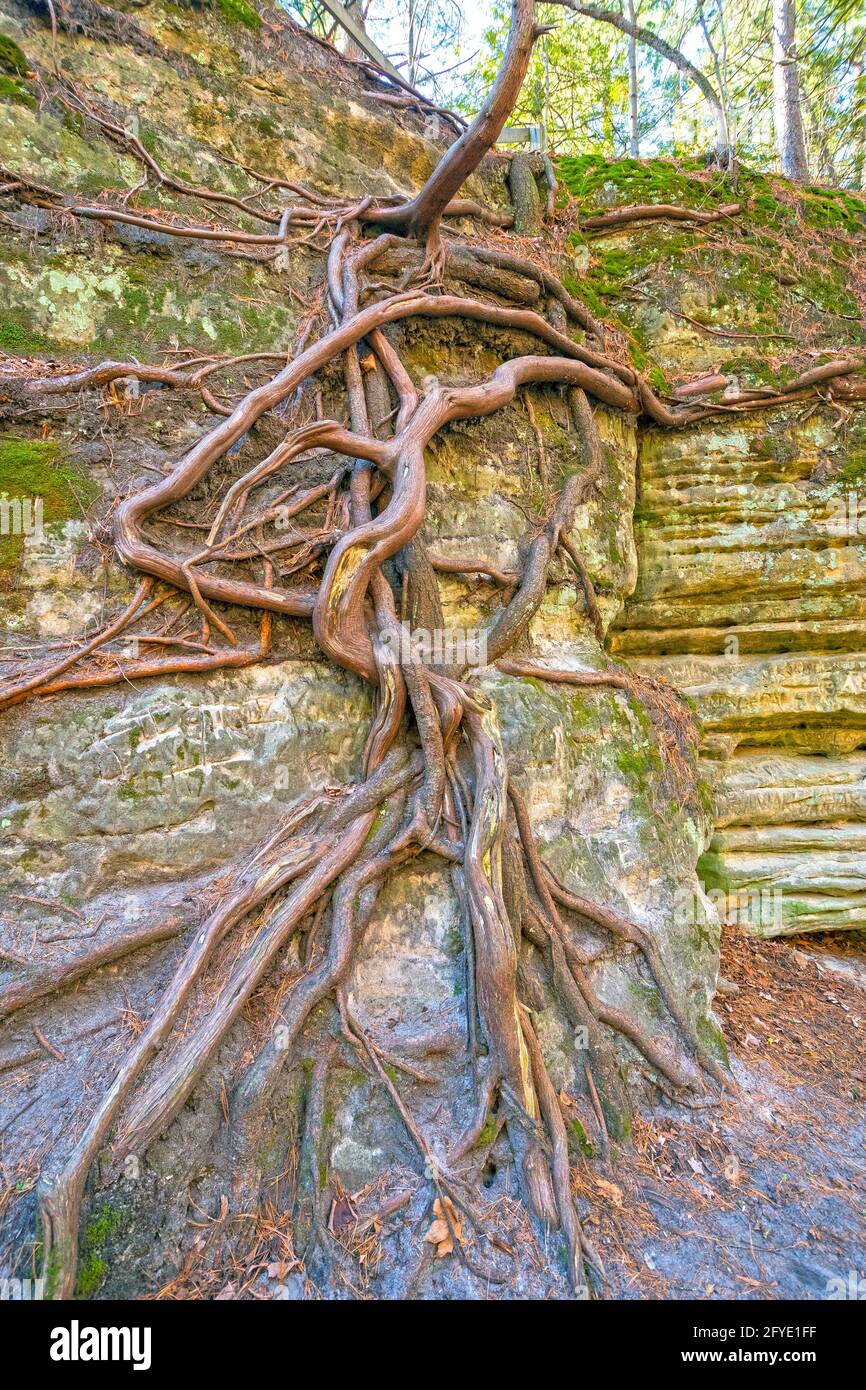 Web di radici di albero su un muro di Canyon a Matthiessen State Park in Illinois Foto Stock