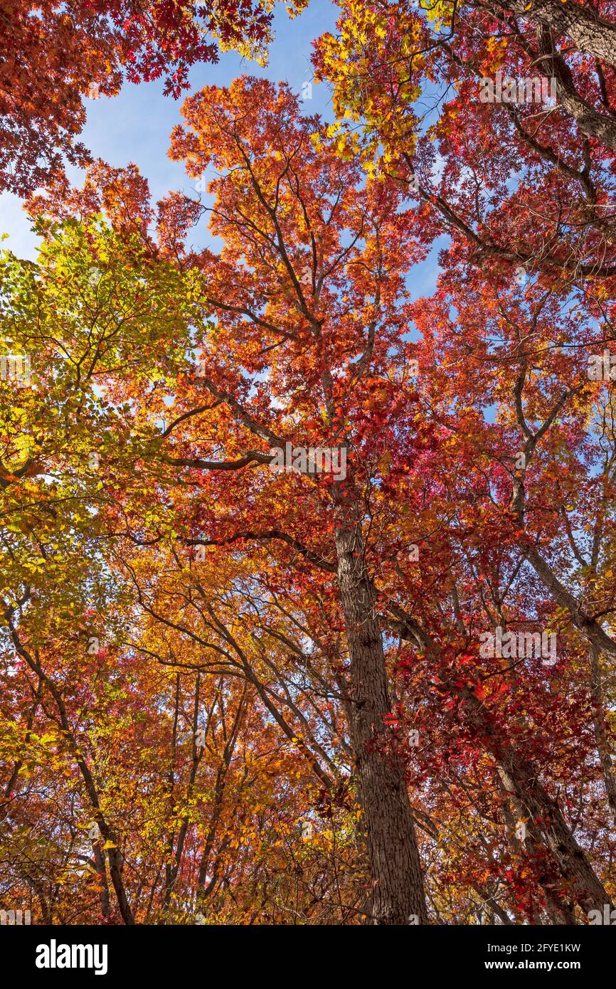Sotto una tettoia d'autunno rossa nello Starved Rock state Park In Illinois Foto Stock