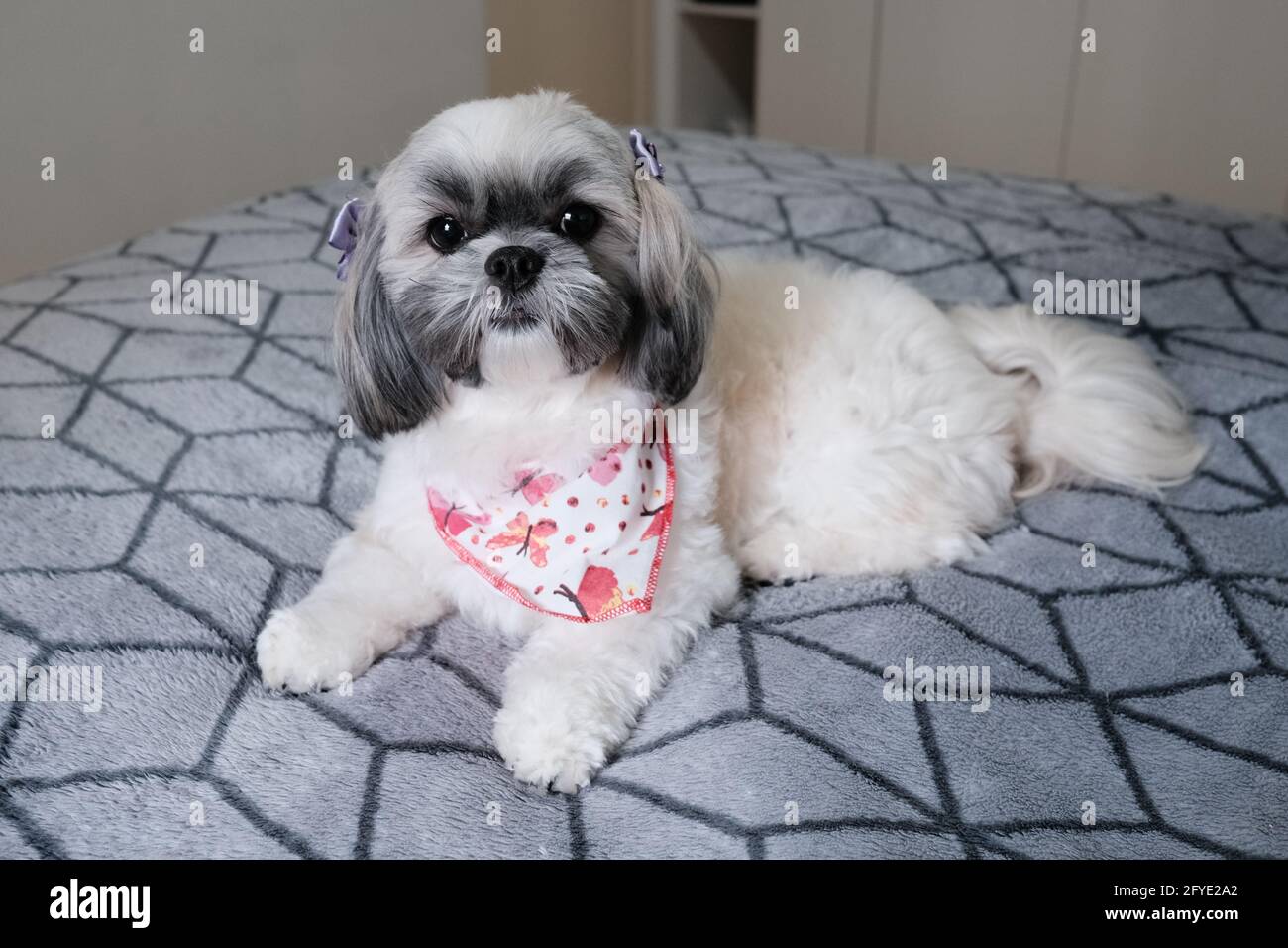 Carino giovane cane che posa per le immagini Foto Stock