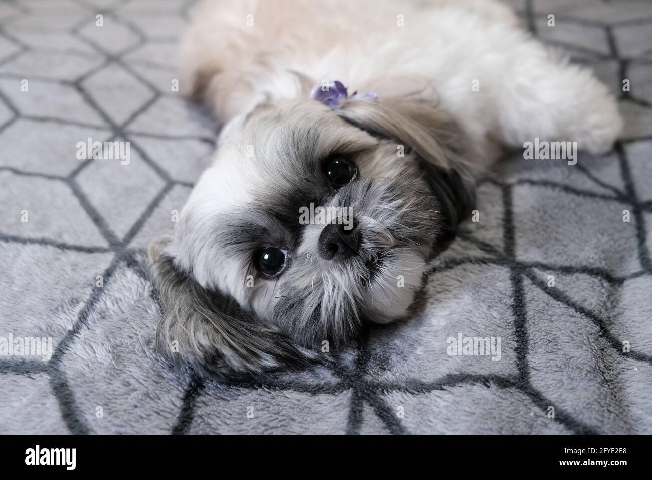 Carino giovane cane che posa per le immagini Foto Stock