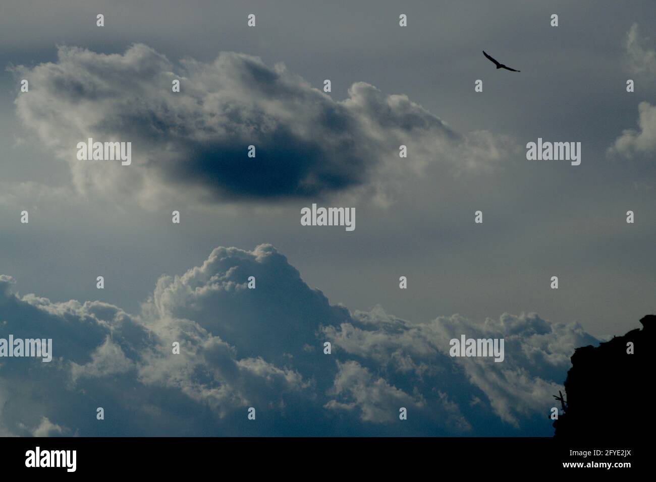 Osprey sorvolando in cielo nuvoloso sul lago McKinsey nella Panhandle del Texas vicino Amarillo. Foto Stock