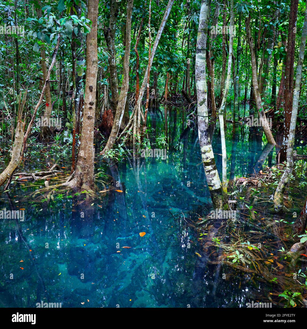 laghetto blu naturale nel mezzo della foresta di mangrovie Foto Stock