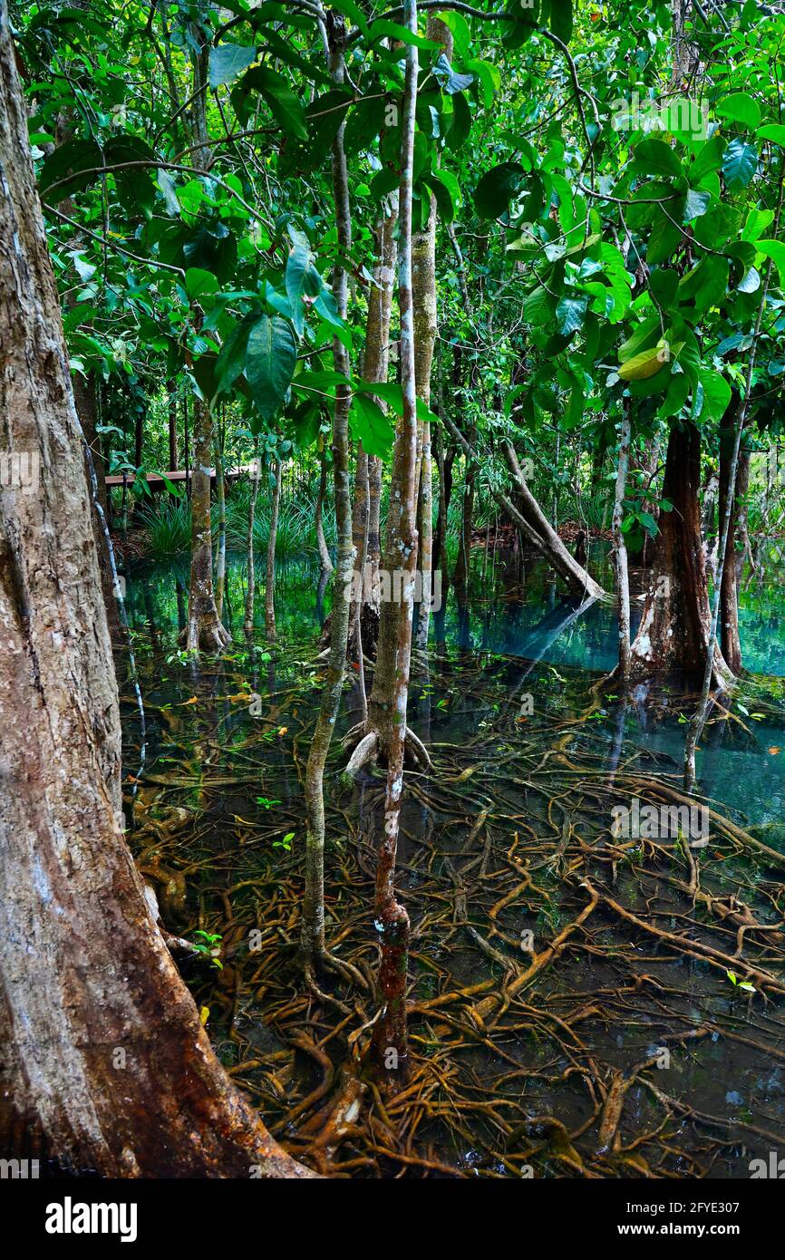 laghetto blu naturale nel mezzo della foresta di mangrovie Foto Stock