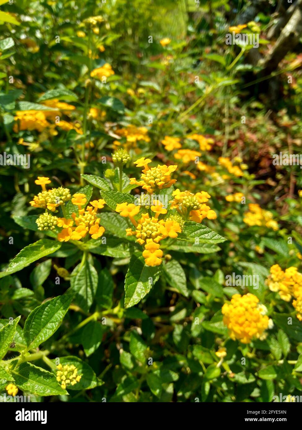 Lantana camara (tahi ayam, sailara, tembelekan, lantana comune, salvia grande, Salvia selvatica, salvia rossa, salvia bianca, bacche di zecca, lantana indiana occidentale, ombelantere Foto Stock